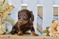 Charles, a male Miniature Dachshund for sale in Anderson, MO – 2 of 8