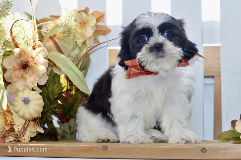 Kiara – Shih Tzu puppy for sale in Anderson, MO