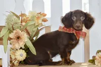 Drew, a male Miniature Dachshund for sale in Anderson, MO – 3 of 8