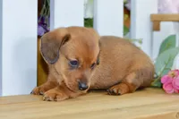 Harris, a male Dachshund for sale in Anderson, MO – 3 of 8
