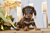 Coco, a female Miniature Dachshund for sale in Anderson, MO – 2 of 8
