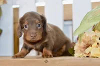 Sierra, a female Miniature Dachshund for sale in Anderson, MO – 5 of 8