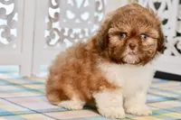 Brett, a male Shih Tzu for sale in Anderson, MO – 6 of 8