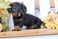 Caden, a male Miniature Dachshund for sale in Anderson, MO – 8 of 8