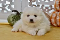 Vance, a male American Eskimo for sale in Anderson, MO – 4 of 8
