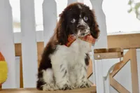 Robyn, a female Cocker Spaniel for sale in Anderson, MO – 2 of 8