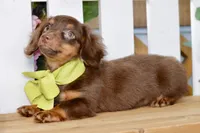 Nash, a female Miniature Dachshund for sale in Anderson, MO – 7 of 8