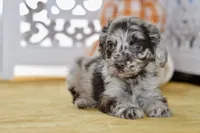 Thea, a female Cockapoo for sale in Anderson, MO – 7 of 8