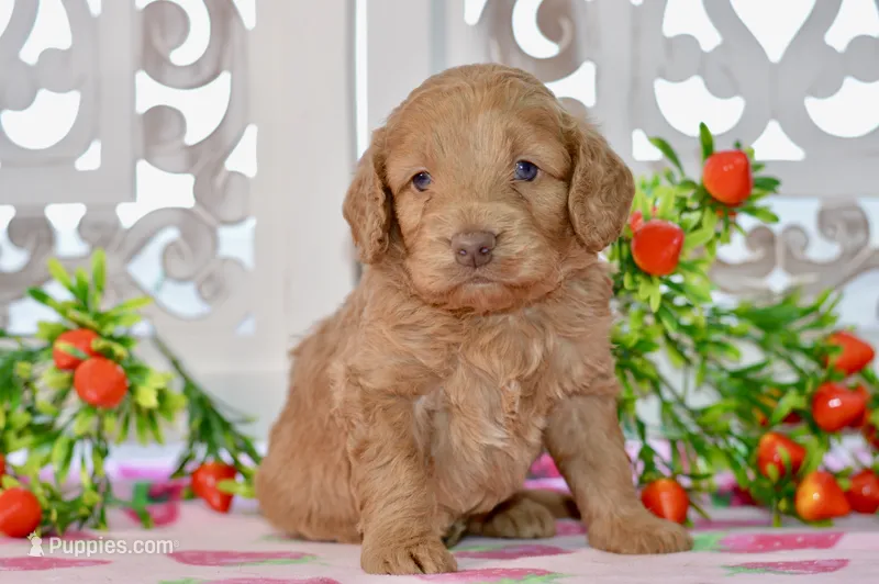 Jude – Miniature Goldendoodle puppy for sale in Anderson, MO