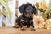 Caden, a male Miniature Dachshund for sale in Anderson, MO – 5 of 8
