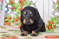 Marvin, a male Dachshund for sale in Anderson, MO – 6 of 8