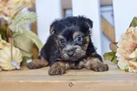 Easton, a male Silky Terrier for sale in Anderson, MO – 6 of 8