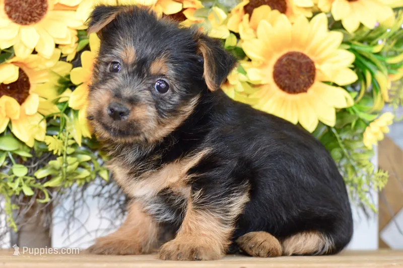 Fern – Silky Terrier puppy for sale in Anderson, MO