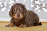 Thatcher, a male Dachshund for sale in Anderson, MO – 2 of 8