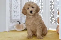 Jake, a male Miniature Goldendoodle for sale in Anderson, MO – 8 of 8