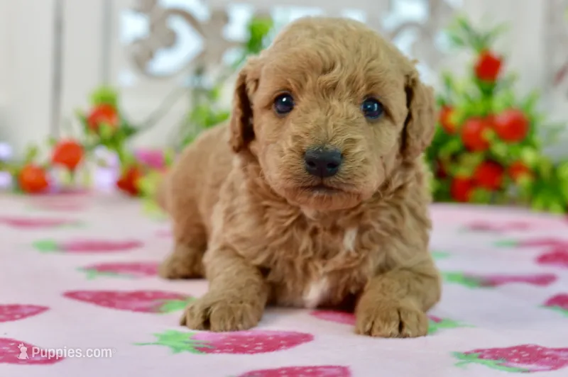 James – Miniature Goldendoodle puppy for sale in Anderson, MO