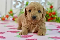 James, a male Miniature Goldendoodle for sale in Anderson, MO – 1 of 7