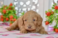 Jude, a male Miniature Goldendoodle for sale in Anderson, MO – 4 of 8