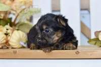 Emma, a female Silky Terrier for sale in Anderson, MO – 3 of 7