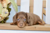 Sierra, a female Miniature Dachshund for sale in Anderson, MO – 4 of 8