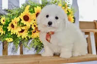 Glenn, a male Bichon Frise for sale in Anderson, MO – 2 of 8