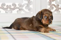 Darla, a female Miniature Dachshund for sale in Anderson, MO – 5 of 8