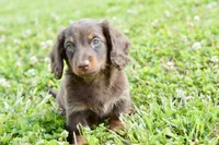 Osborn, a male Miniature Dachshund for sale in Anderson, MO – 8 of 8