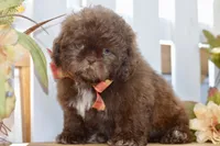 Kaycee, a female Shih Tzu for sale in Anderson, MO – 7 of 8