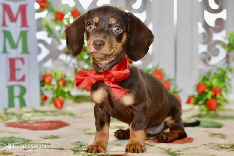 Haylee – Dachshund puppy for sale in Anderson, MO