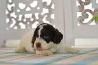 Chase, a male Cockapoo for sale in Anderson, MO – 5 of 8