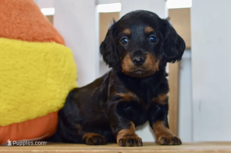 Grace – Dachshund puppy for sale in Anderson, MO