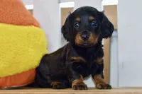 Grace, a female Dachshund for sale in Anderson, MO – 1 of 8
