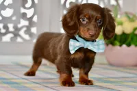 Nellie, a female Miniature Dachshund for sale in Anderson, MO – 2 of 8