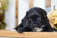 Paige, a female Shihpoo for sale in Anderson, MO – 8 of 9
