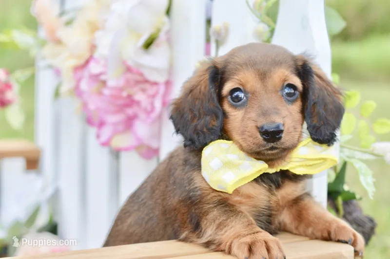 Darla – Miniature Dachshund puppy for sale in Anderson, MO