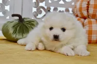Vance, a male American Eskimo for sale in Anderson, MO – 6 of 8