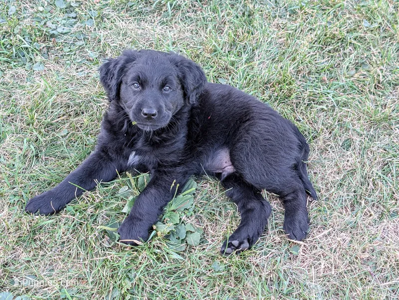 Apollo – Australian Shepherd, Golden Retriever puppy for sale in Alexandria, MN