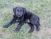 Apollo, a male Australian Shepherd and Golden Retriever for sale in Alexandria, MN – 1 of 5