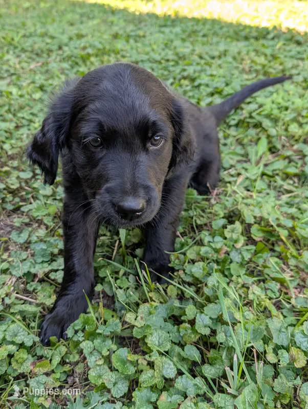 Bear – Australian Shepherd, Golden Retriever puppy for sale in Alexandria, MN