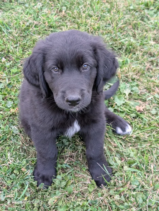 Ace – Australian Shepherd, Golden Retriever puppy on hold in Alexandria, MN