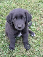 Ace, a male Australian Shepherd and Golden Retriever for sale in Alexandria, MN – 1 of 1