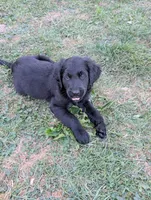 Bear, a male Australian Shepherd and Golden Retriever for sale in Alexandria, MN – 5 of 5
