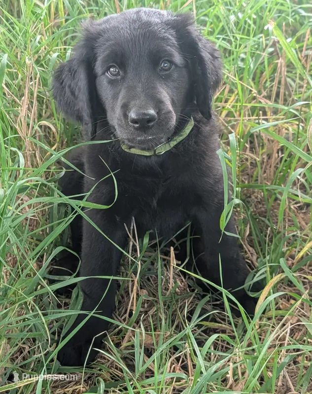 Charlie – Australian Shepherd, Golden Retriever puppy for sale in Alexandria, MN