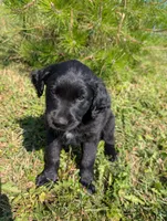 Apollo, a male Australian Shepherd and Golden Retriever for sale in Alexandria, MN – 2 of 5