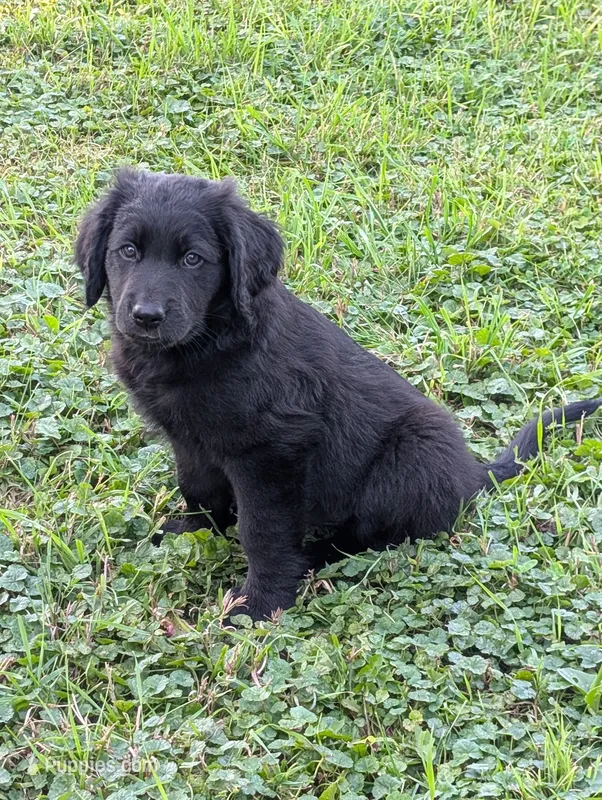 Charlie – Australian Shepherd, Golden Retriever puppy for sale in Alexandria, MN