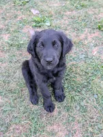 Bear, a male Australian Shepherd and Golden Retriever for sale in Alexandria, MN – 4 of 5
