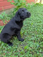 Bear, a male Australian Shepherd and Golden Retriever for sale in Alexandria, MN – 2 of 5