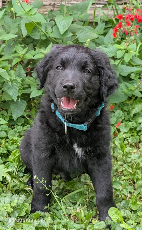 Apollo – Australian Shepherd, Golden Retriever puppy for sale in Alexandria, MN
