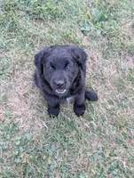 Apollo, a male Australian Shepherd and Golden Retriever for sale in Alexandria, MN – 4 of 5