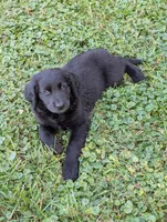Charlie, a male Australian Shepherd and Golden Retriever for sale in Alexandria, MN – 3 of 3
